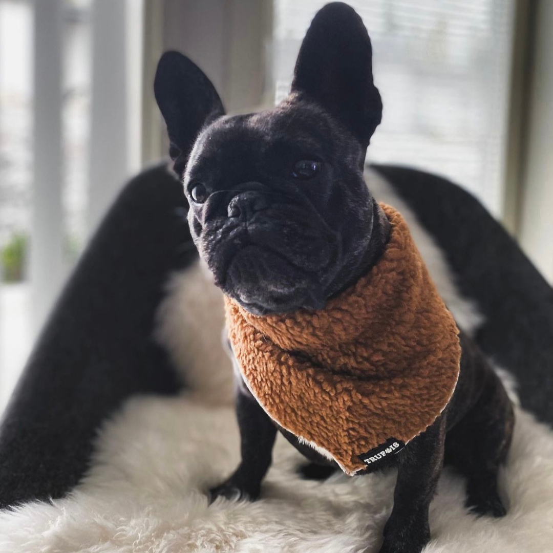 BEARy adorable, soft, and fluffy Teddy Bandana! It's the cutest addition to your pupdrobe! Trufois Nalle Huivi